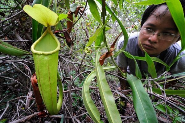 penis plant